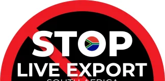 Global animal welfare coalition presses marine insurers on live export vessel risk. Image supplied by Inky Dresner.