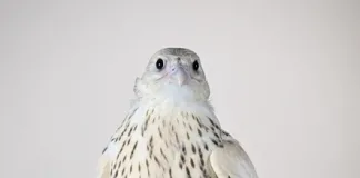 Falcon is Sold for AED 2.1 Million (USD 571,000) in Abu Dhabi, Setting the World’s Highest Price Ever at Falcon Auction