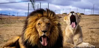 Micca and Juba Mark Their 8th Rescueversary