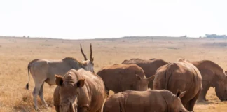 Rhino Myths Busted: What You Really Need to Know This World Rhino Day