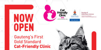 2 million cats in SA – and a new generation of vets is changing how they’re treated 2 million cats in SA – and a new generation of vets is changing how they’re treated
