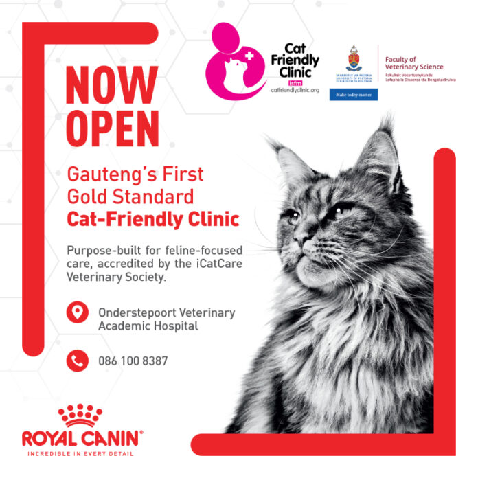 2 million cats in SA – and a new generation of vets is changing how they’re treated 2 million cats in SA – and a new generation of vets is changing how they’re treated