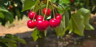 Tru-Cape welcomes landmark cherry market access to China. Image supplied by PR company.