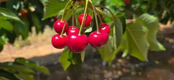 Tru-Cape welcomes landmark cherry market access to China. Image supplied by PR company.