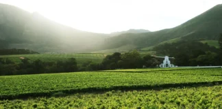 Groot Constantia Builds on Legacy as New CEO is Appointed