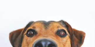 Don’t Punish Responsible Pet Owners with Red Tape, DearSA Tells City of Cape Town Don’t Punish Responsible Pet Owners with Red Tape, DearSA Tells City of Cape Town