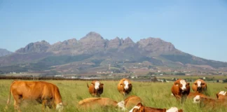 Healthier Farm Animals, Healthier Communities