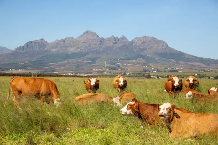 Healthier Farm Animals, Healthier Communities Healthier Farm Animals, Healthier Communities