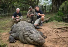 KZN South Coast’s celebrity croc Henry gets another international screen appearance KZN South Coast’s celebrity croc Henry gets another international screen appearance. Image supplied by PR company.
