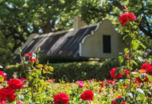 Explore Vergelegen’s spectacular spring gardens Explore Vergelegen’s spectacular spring gardens. Image supplied by PR company.