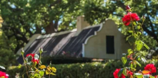 Explore Vergelegen’s spectacular spring gardens