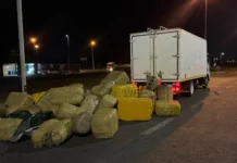 R12 Million Middelburg Dagga Bust Ends in Failed Bribery Attempt R12 Million Middelburg Dagga Bust Ends in Failed Bribery Attempt