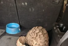 White River Pangolin Sting: Five Arrested in R500,000 Wildlife Trafficking Bust White River Pangolin Sting: Five Arrested in R500,000 Wildlife Trafficking Bust