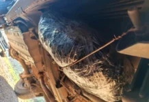 Delmas Dagga Arrest: Police Seize 20.7kg of Cannabis in N12 Freeway Bust