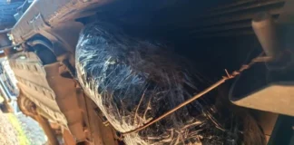 Delmas Dagga Arrest: Police Seize 20.7kg of Cannabis in N12 Freeway Bust Delmas Dagga Arrest: Police Seize 20.7kg of Cannabis in N12 Freeway Bust