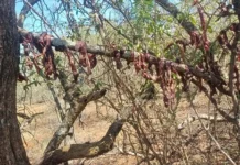 Illegal Hunting Arrest in Sekhukhune: Zimbabwean National Caught Poaching Sable Antelope