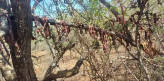 Illegal Hunting Arrest in Sekhukhune: Zimbabwean National Caught Poaching Sable Antelope Illegal Hunting Arrest in Sekhukhune: Zimbabwean National Caught Poaching Sable Antelope