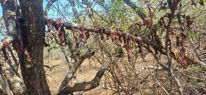 Illegal Hunting Arrest in Sekhukhune: Zimbabwean National Caught Poaching Sable Antelope Illegal Hunting Arrest in Sekhukhune: Zimbabwean National Caught Poaching Sable Antelope