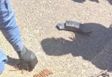 ATM Bombing Plot Foiled in Limpopo: Four Arrested, AK-47 and Ammunition Seized