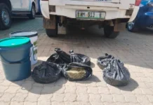 Christiana Dagga Bust: Suspect Arrested After 4.6kg Seizure on N12 Christiana Dagga Bust: Suspect Arrested After 4.6kg Seizure on N12
