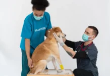 Peace of Mind is a Sure Thing: Why More South Africans Are Turning to Pet Insurance. Image supplied by PR company.