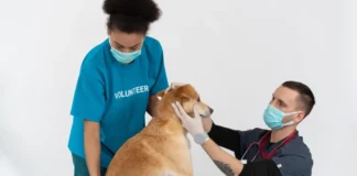Peace of Mind is a Sure Thing: Why More South Africans Are Turning to Pet Insurance