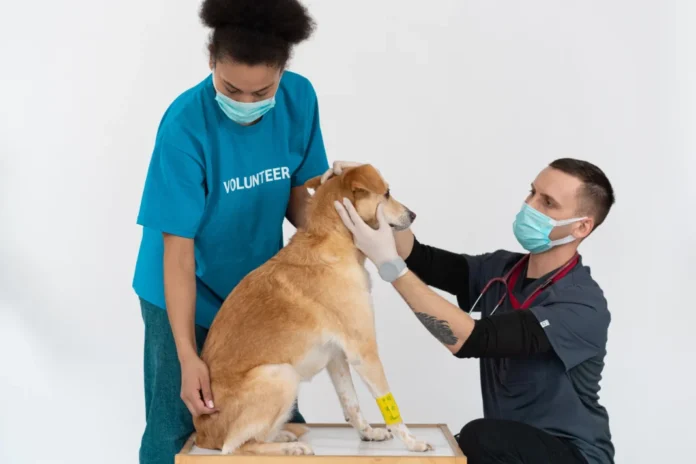 Peace of Mind is a Sure Thing: Why More South Africans Are Turning to Pet Insurance Peace of Mind is a Sure Thing: Why More South Africans Are Turning to Pet Insurance
