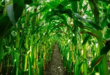 The four risks keeping SA farmers awake at night The four risks keeping SA farmers awake at night