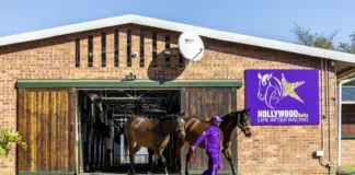RETIRED RACEHORSES ENJOY SECOND LIFE THANKS TO HOLLYWOODBETS