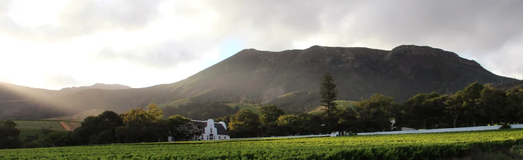 Groot Constantia Manor House Peaking Out Vineyards. Image supplied by PR company.