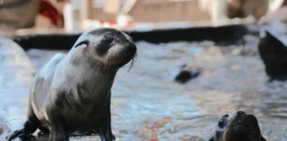 Waterscapes Gives Hout Bay Seal Rescue Centre Pool a Waterproofing Glow-Up Waterscapes Gives Hout Bay Seal Rescue Centre Pool a Waterproofing Glow-Up