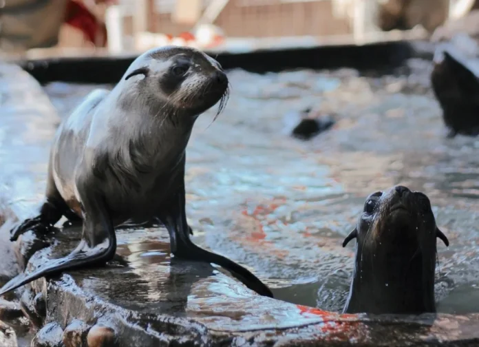Waterscapes Gives Hout Bay Seal Rescue Centre Pool a Waterproofing Glow-Up