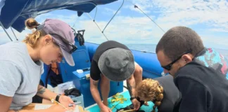 Crocworld Dives into Sea Turtle Research with New Conservation Talk and Breakfast in October