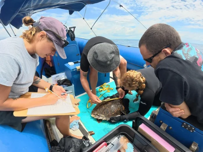 Crocworld Dives into Sea Turtle Research with New Conservation Talk and Breakfast in October