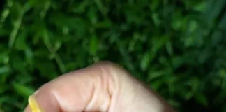 Elusive Pickersgill’s Reed Frog discovered on Crocworld frogging walk