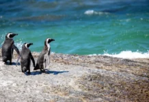 Four new African penguin chicks bring hope as National Zoological Garden marks African Penguin Awareness Day Four new African penguin chicks bring hope as National Zoological Garden marks African Penguin Awareness Day