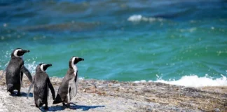 Four new African penguin chicks bring hope as National Zoological Garden marks African Penguin Awareness Day