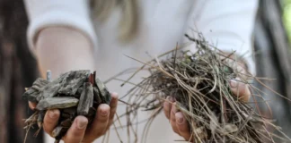 A hotter, drier summer is coming. Here’s how to get your garden Garden Day ready