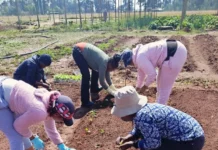 Rhizas Thuthuwa Farm In Diepsloot. Image supplied by PR company.