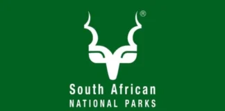 Former Kruger National Park Officials Sentenced for White Rhino Poaching