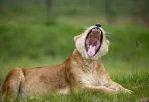 Lioness Simona removed from hotel captivity to sanctuary care at LIONSROCK. Image supplied by FOUR PAWS.