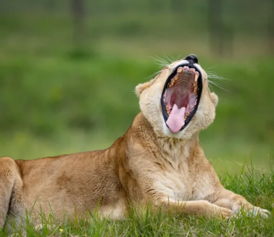 16 Years Free from Exploitation Lioness Simona removed from hotel captivity to sanctuary care at LIONSROCK. Image supplied by FOUR PAWS.
