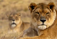16 Years of Freedom & Friendship for Lionesses Kara & Lea. Image supplied by FOUR PAWS.