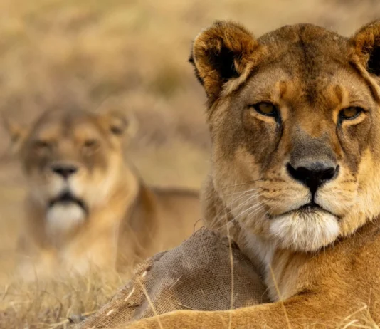 16 Years of Freedom & Friendship for Lionesses Kara & Lea 16 Years of Freedom & Friendship for Lionesses Kara & Lea. Image supplied by FOUR PAWS.