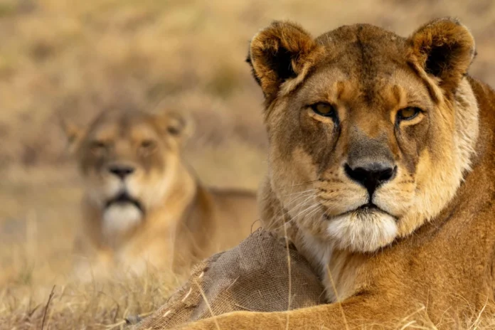 16 Years of Freedom & Friendship for Lionesses Kara & Lea 16 Years of Freedom & Friendship for Lionesses Kara & Lea