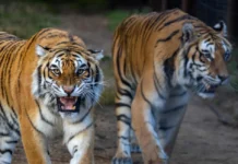 Seven Years of Freedom for Tigers Bela and Sharuk Seven Years of Freedom for Tigers Bela and Sharuk. Image supplied by FOUR PAWS.