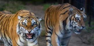 Seven Years of Freedom for Tigers Bela and Sharuk