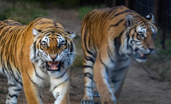 Seven Years of Freedom for Tigers Bela and Sharuk Seven Years of Freedom for Tigers Bela and Sharuk