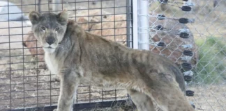 Constitutional Court Upholds Animal Well-Being in South Africa